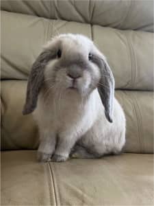 Mini Lop Indoor ONLY baby bunnies Males