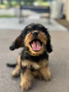 Ready Now - Cavoodle Puppies - First Generation 