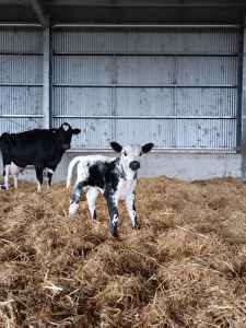 Calves for sale - Specklepark, Highland, & Friesians