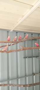 Bourke parrots for sale