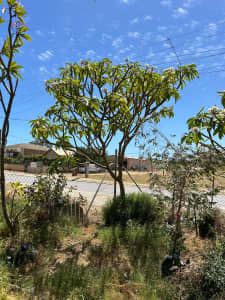 Frangipani Trees Medium to large