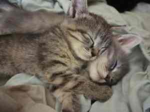 Cute beautiful kittens for sale