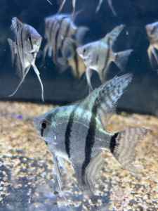 Angle fish blue zebra