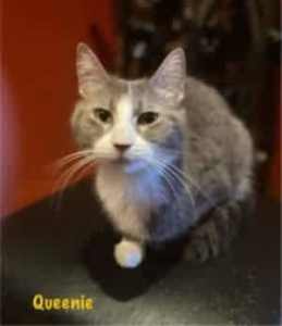 Queenie - Perth Animal Rescue inc vet work cat/kitten