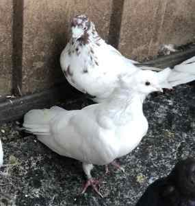 Pigeons homing & high flying from