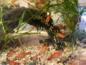 Fish Platy medium and fully grown freshwater 