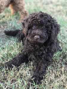 🚨 Chocolate Toy Poodle Puppy 🐩 