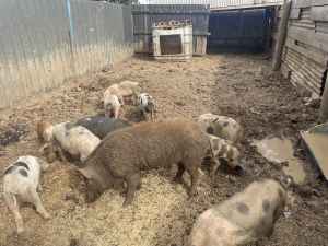 Pigs for sale