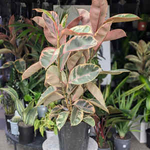 Ficus Elastica Ruby - 250mm (Goulburn Delivery Sunday)