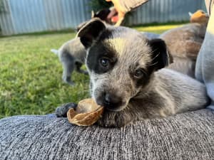 1 left ! Cattle Dog Puppies for Sale
