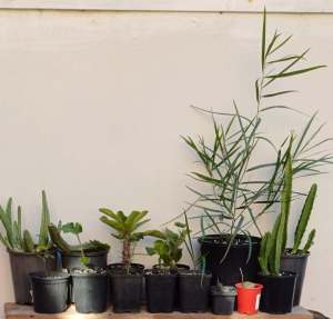 Plant Sale, House Plants. Natives, Cactus, Succulent, Stapelias, Geran
