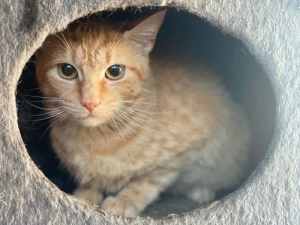 Autumn - Perth Animal Rescue Inc vet work cat/kitten