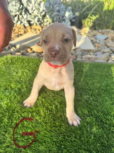 American Staffy Puppies - Price Negotiable 