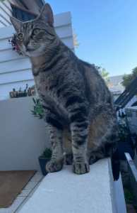 RSPCA LOST CAT NOTICE BABY BUTTER - ANNERLEY 07/04