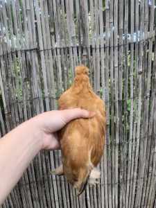 Belgian DUccle x Silkie rooster and Showgirl rooster