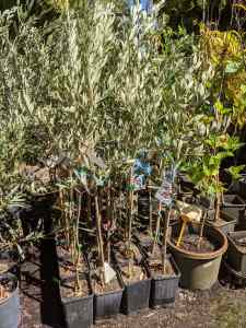 Olive trees (grafted) In 4 litre pots