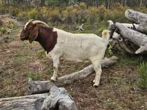 Quiet Boer Goats
