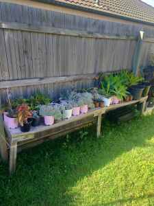 Assorted succulents in 14cm pots $5 each