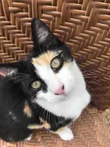 Calico kitten to new home for free
