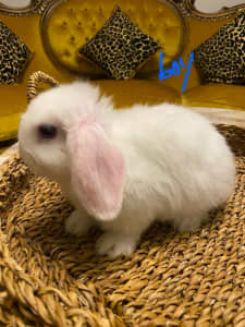 Purebred Cashmere Mini Lop baby bunny rabbits 9 weeks old