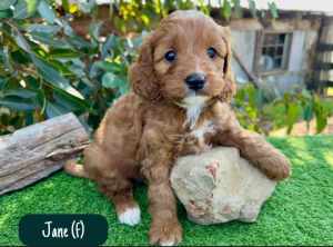 Gorgeous Ruby Cavoodle Pups 