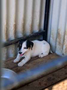 Tri Coloured Male Pure Bred Jack Russell Puppy