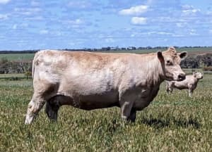 Murray Grey PTIC cows