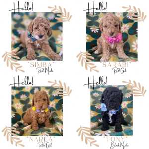 Cavoodle Puppies
