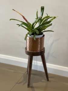Potted Vriesea with Plant Stand