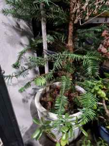 2 x Very Tall Wollemi Pines (Wollemia nobilis) happy and healthy