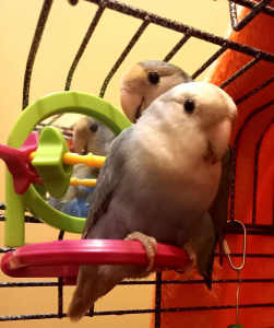 2 Beautiful Female, Bonded, Lovebirds In Need Of a Forever Home