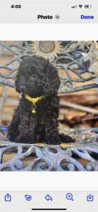 F1B Tiny Toy Cavoodles, 1x girls available.