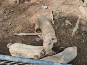 3 pigs 1 large sow 2 small 1 bore 1 sow $150 the lot 