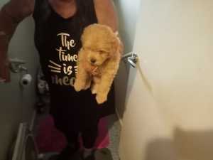 Puppies x poodle 1 female puppies 