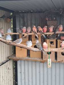 Bourkes parakeets, canaries and diamond doves for sale 