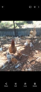 Chicks / chickens