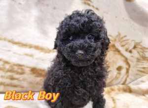 Gorgeous Miniature Cavoodle Pups - Black - DNA Clear