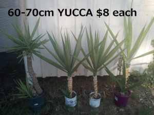 60-70cm tall YUCCA $8each, 2pots for$ 15