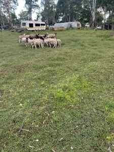 Dorper lambs and sheep