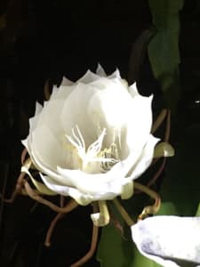 Queen of the Night, a very special kind of Orchid Cactus $30 to $60 