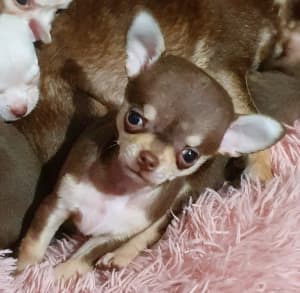 Super Tiny Tri Colour Chihuahua