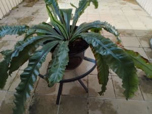 Large indoor / outdoor plant 