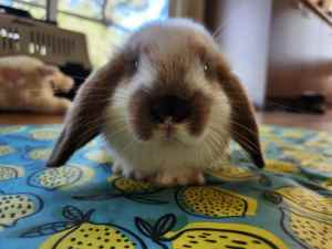 Baby Mini Lop Rabbit