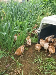 Isa Brown sexed hens