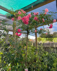 Weeping Standard Roses 6 ft standard height Great size tree