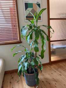 Indoor Plant (Dracaena fragrans)