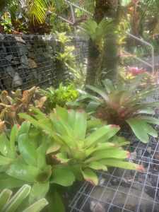 Tropical Plants and catctus, plant pots