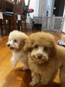 Toy Poodles puppies (Ready to go now)