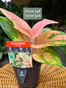 Aglaonema / 20cm tall / 10cm pot / Dazzling Foliage