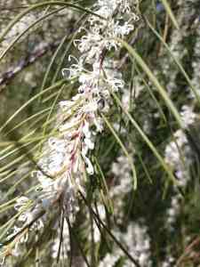 Hakea Macraena plants, white flowers